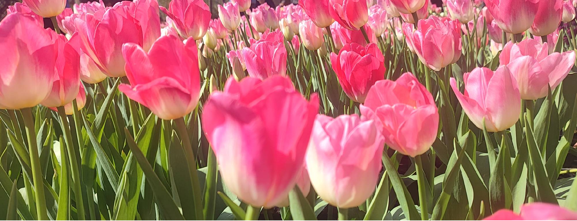 春风有信，芳华如你 | 致敬每一位闪耀的她